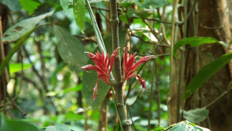 Cây Luân rô đỏ. Cyclacanthus coccineus S. Moore - Cây Thuốc Nam Quanh Ta